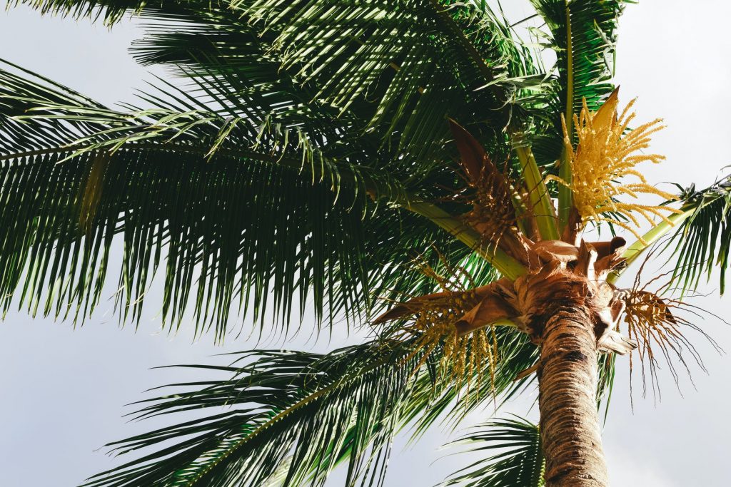 exotic palm tree in summer day