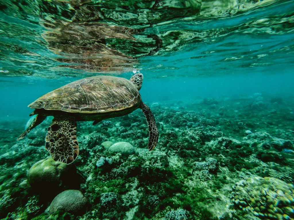 photo of a turtle underwater