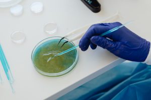 Person examining a petri dish.
